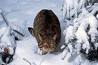Chat forestier - Wild cat - 16447