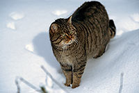 Chat forestier - Wild cat - 16448