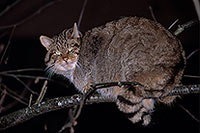 Chat forestier - Wild cat - 16450