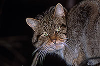 Chat forestier - Wild cat - 16452