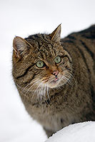 Chat forestier - Wild cat - 16458