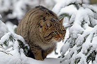 Chat forestier - Wild cat  - 16461
