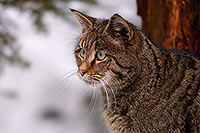 Chat forestier - Wild cat  - 16464