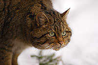 Chat forestier - Wild cat  - 16465