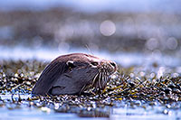 Loutre d'Europe - European Otter - 16741