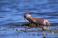 Loutre d'Europe - European Otter  - 16742