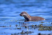 Loutre d'Europe - European Otter  - 16744