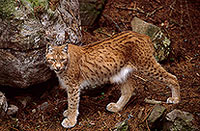Lynx  - 16791