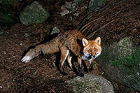 Renard roux - Red Fox - 16990