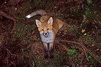 Renard roux - Red Fox - 16993