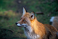 Renard roux - Red Fox  - 17000