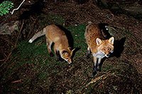 Renard roux - Red Fox  - 17001