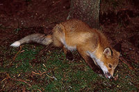 Renard roux - Red Fox  - 17019