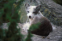 Renard polaire - Arctic Fox - 17021