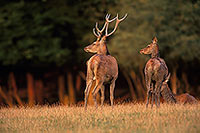 Cerf elaphe - Red Deer  - 16342