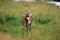 Cerf elaphe - Red Deer - 16436