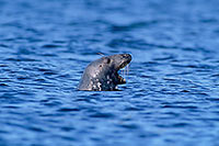 Phoque gris - Grey Seal - 16841