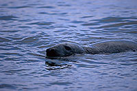 Phoque gris - Grey Seal - 16842