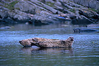 Phoque veau-marin - Harbour Seal  - 16859