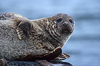 Phoque veau-marin - Harbour Seal  - 16875