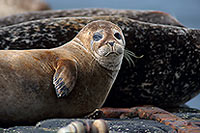 Phoque veau-marin - Harbour Seal  - 16877