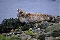 Phoque veau-marin - Harbour Seal  - 16893