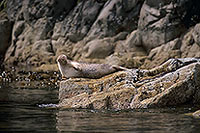 Phoque veau-marin - Harbour Seal  - 16894