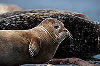 Phoque veau-marin - Harbour Seal  - 16901