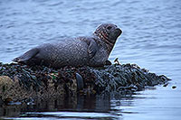 Phoque veau-marin - Harbour Seal  - 16902