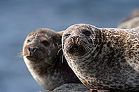 Phoque veau-marin - Harbour Seal  - 16905
