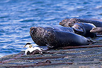 Phoque veau-marin - Harbour Seal  - 16906