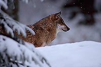 Loup d'Europe - European Wolf - 16641