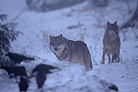 Loup d'Europe - European Wolf - 16643