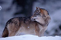 Loup d'Europe - European Wolf - 16645