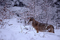 Loup d'Europe - European Wolf - 16646