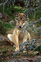 Loup d'Europe - European Wolf - 16672
