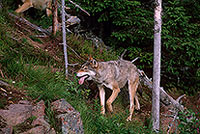 Loup d'Europe - European Wolf  - 16676
