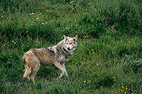 Loup d'Europe - European Wolf  - 16680