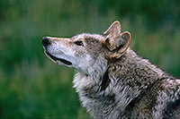 Loup d'Europe - European Wolf  - 16681