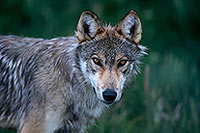 Loup d'Europe - European Wolf  - 16686