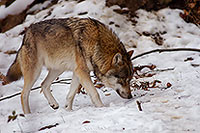 Loup d'Europe - European Wolf - 16697