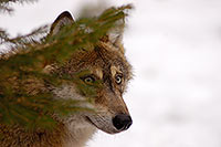 Loup d'Europe - European Wolf - 16706
