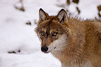 Loup d'Europe - European Wolf - 16709