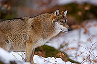 Loup d'Europe - European Wolf - 16710