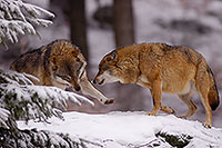Loup d'Europe - European Wolf - 16727