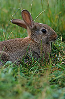 Lapin de garenne - Rabbit - 16578
