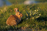 Lapin de garenne - Rabbit - 16583