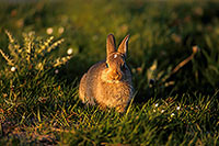 Lapin de garenne - Rabbit - 16584
