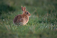 Lapin de garenne - Rabbit - 16585