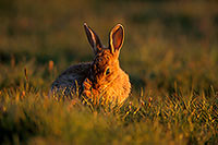 Lapin de garenne - Rabbit - 16586